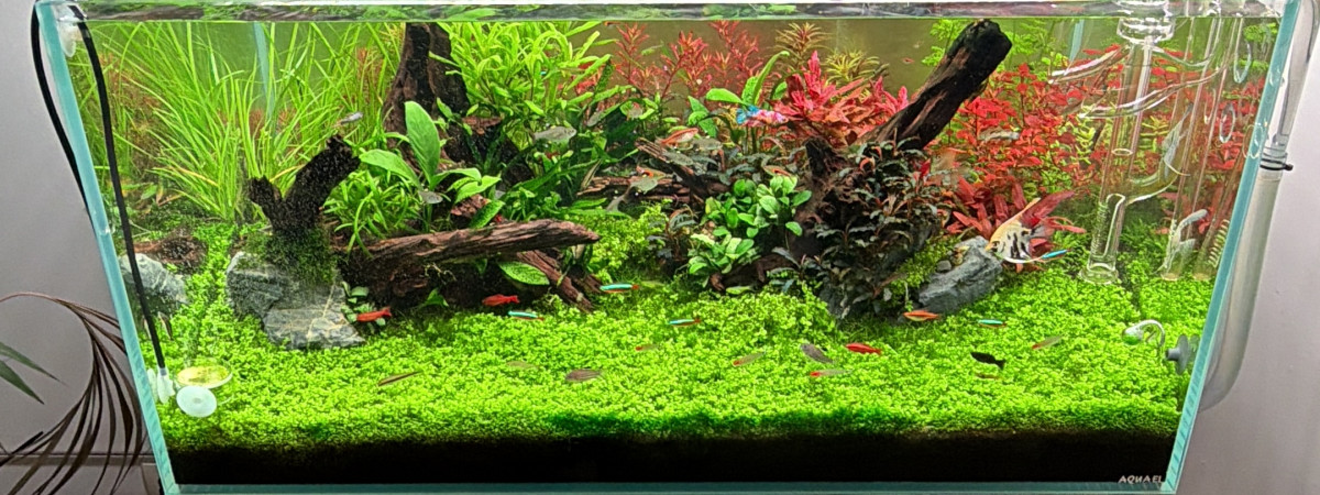 aquarium 243l