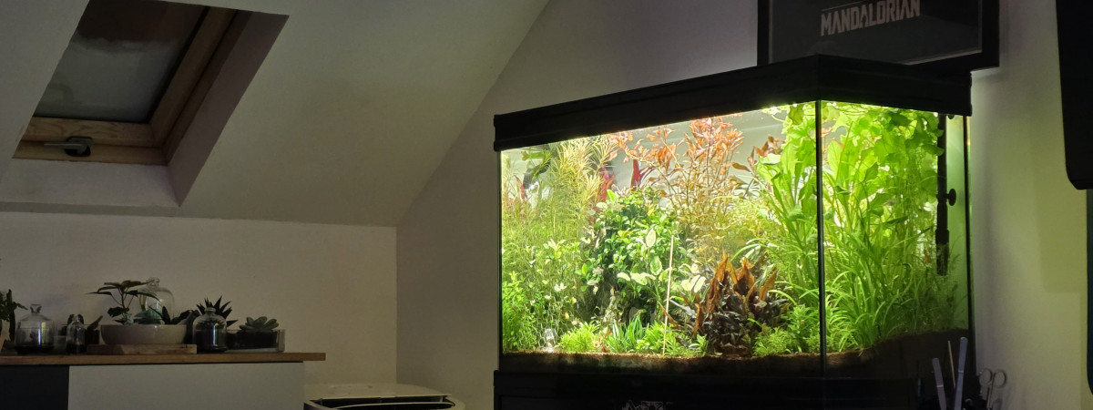 aquarium 200l communautaire
