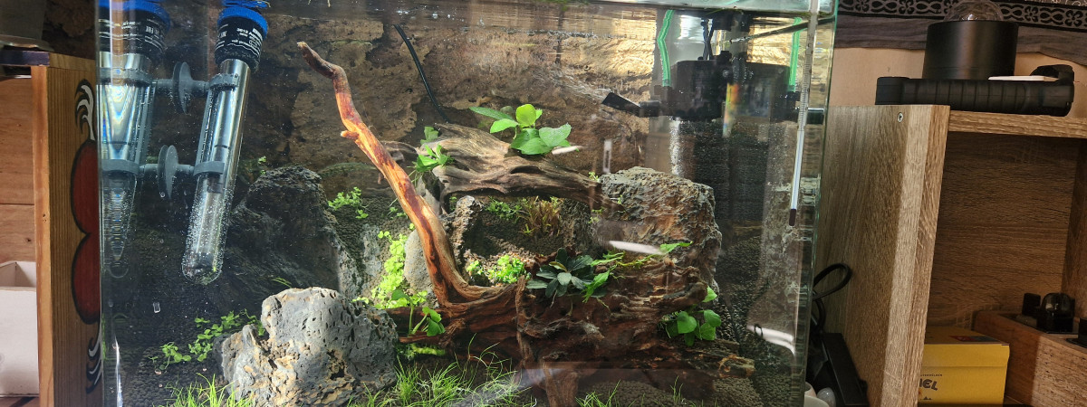 aquarium 45 l caridina
