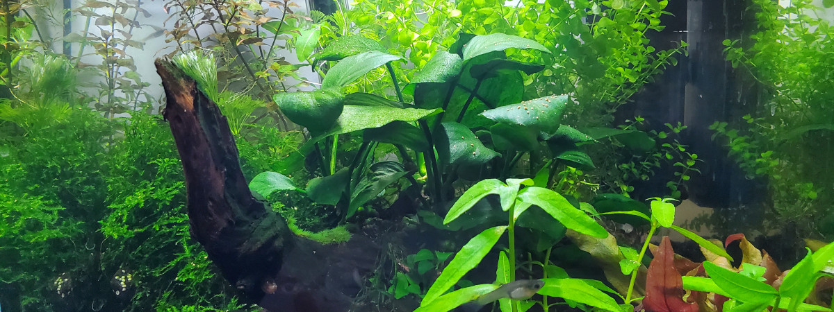 aquarium Aquarium mini