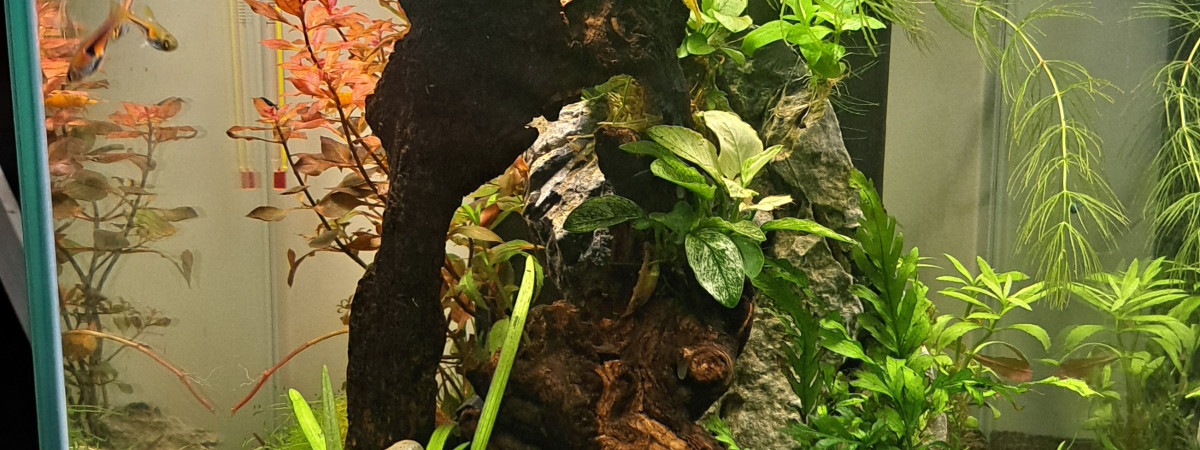 aquarium Nano