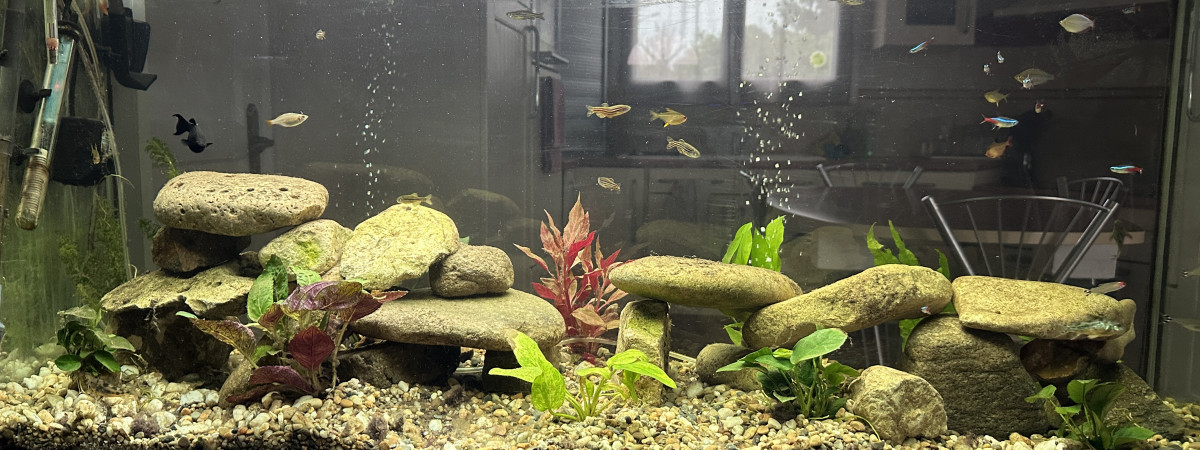 aquarium Séjour