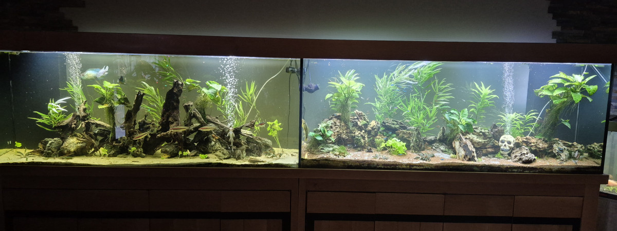 aquarium Tutu