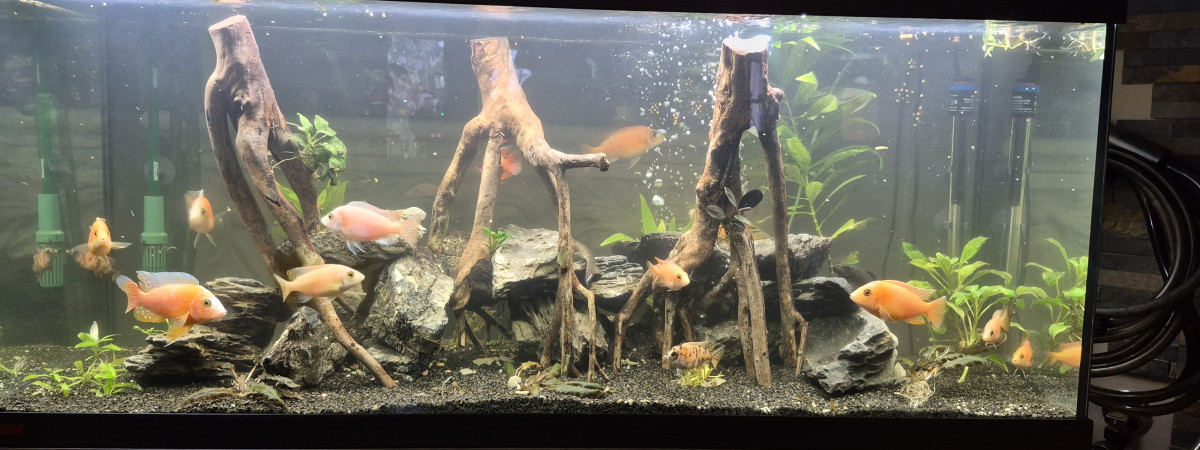 aquarium Tutu 2