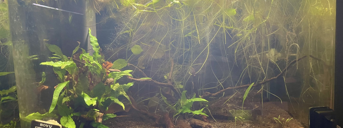 aquarium Betta smaragdina