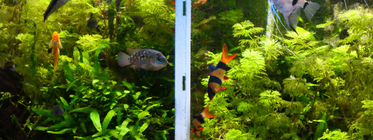 aquarium JesusRod