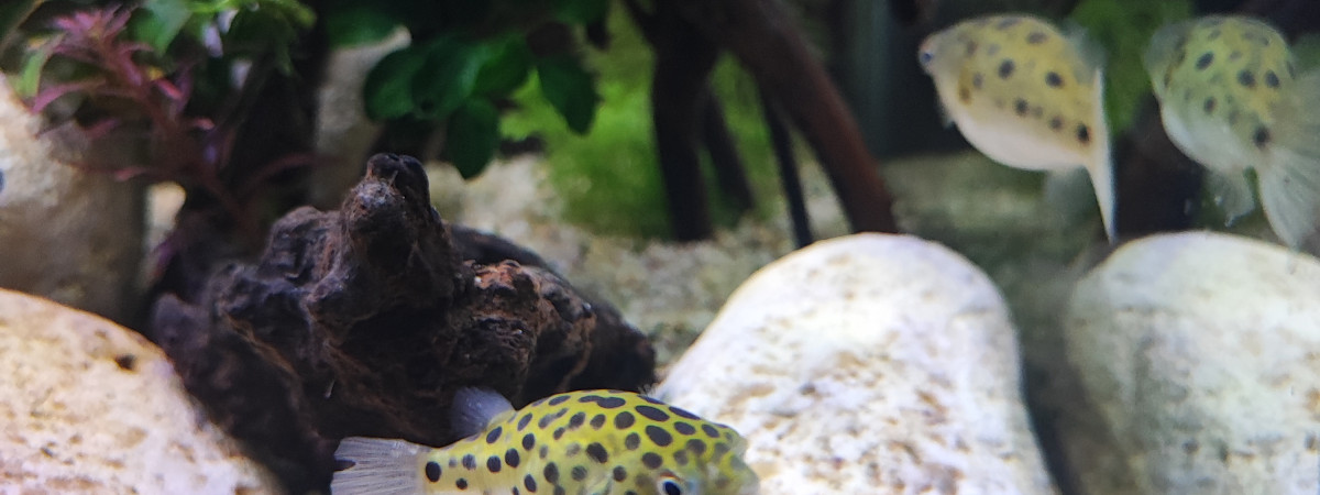 aquarium Tetraodon