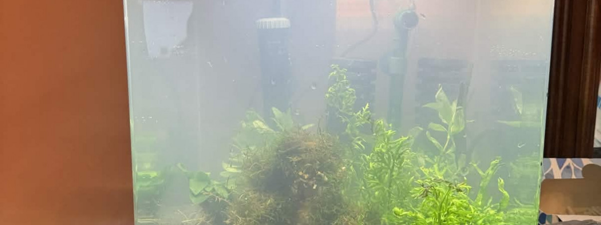 aquarium Nano crevette