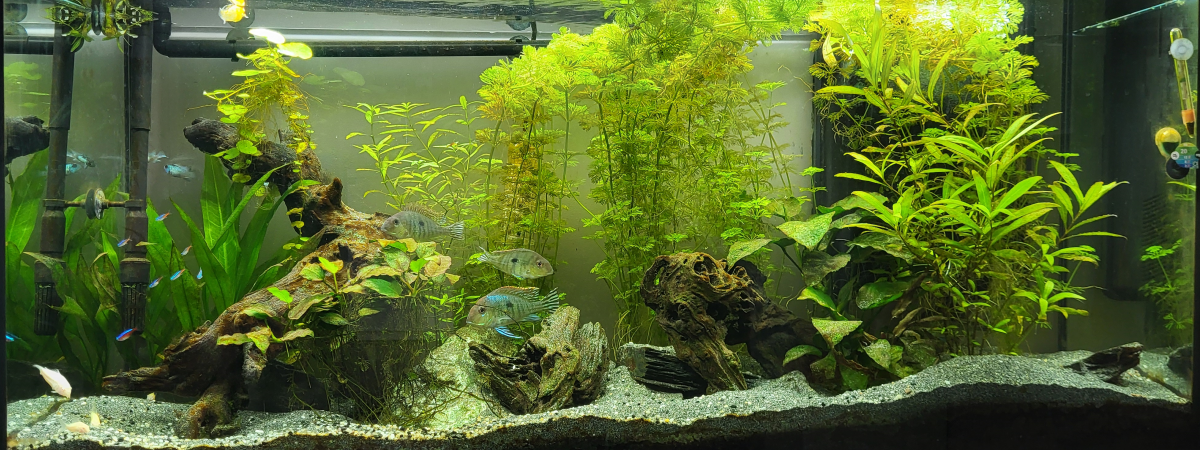 aquarium 300 Litres Amazonien