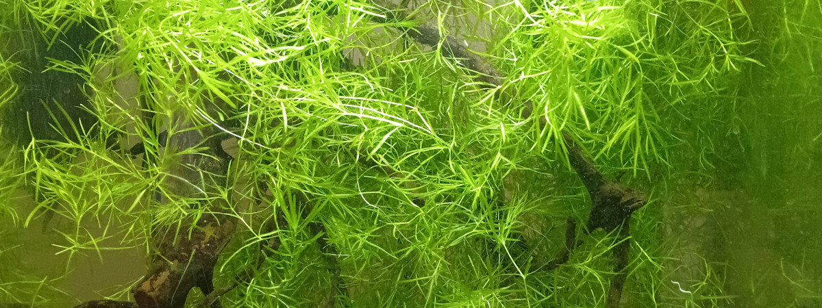 aquarium 60L