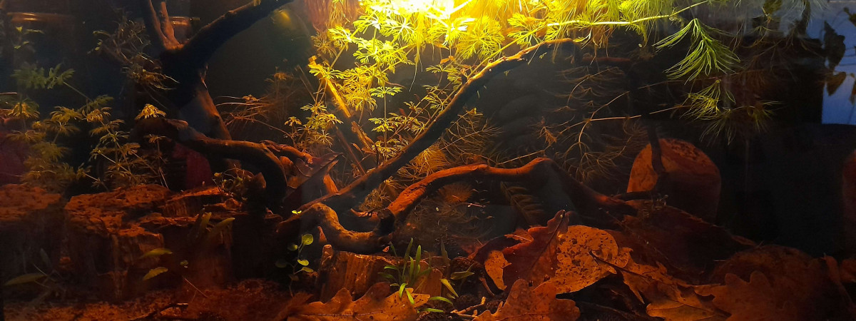 aquarium Spécifique betta