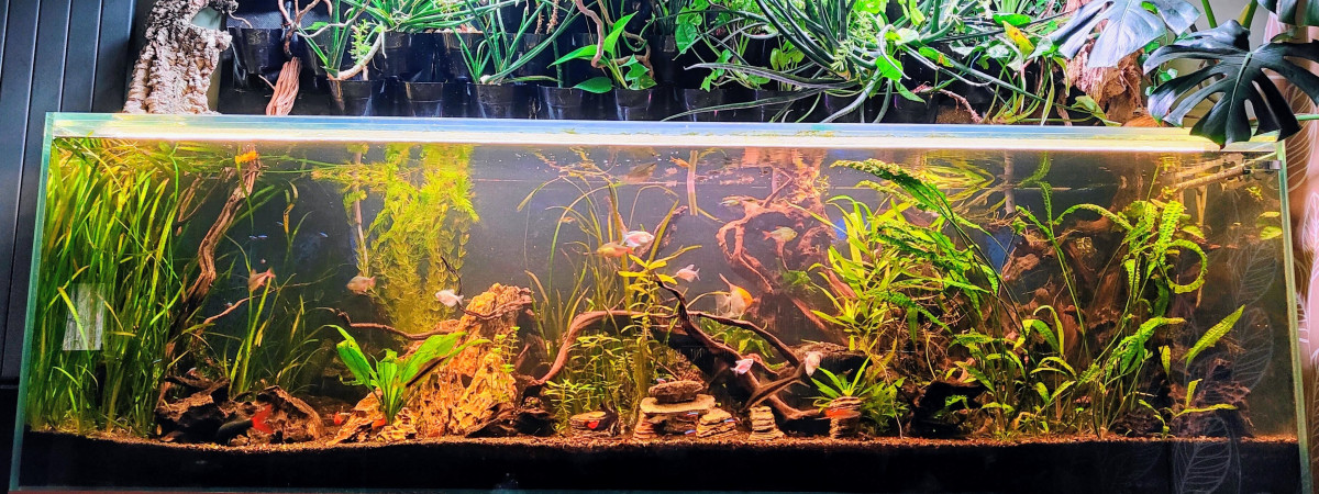 aquarium Communautaire 850 litres