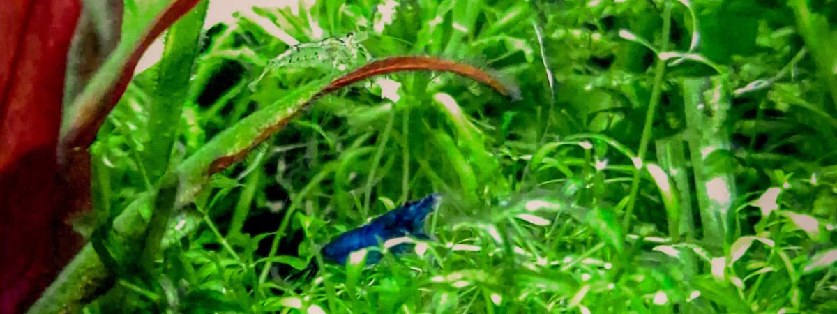 aquarium Aquarium