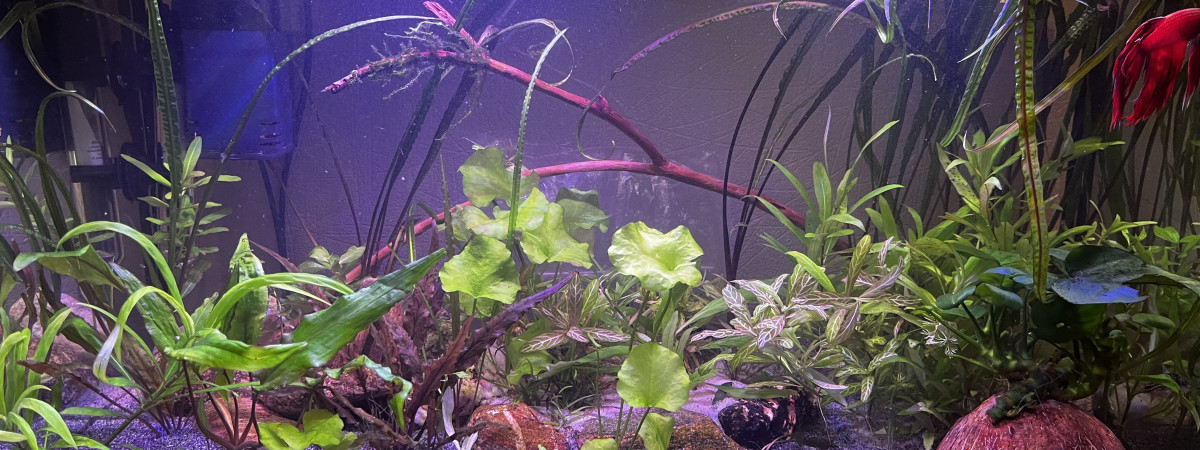 aquarium Spécial betta