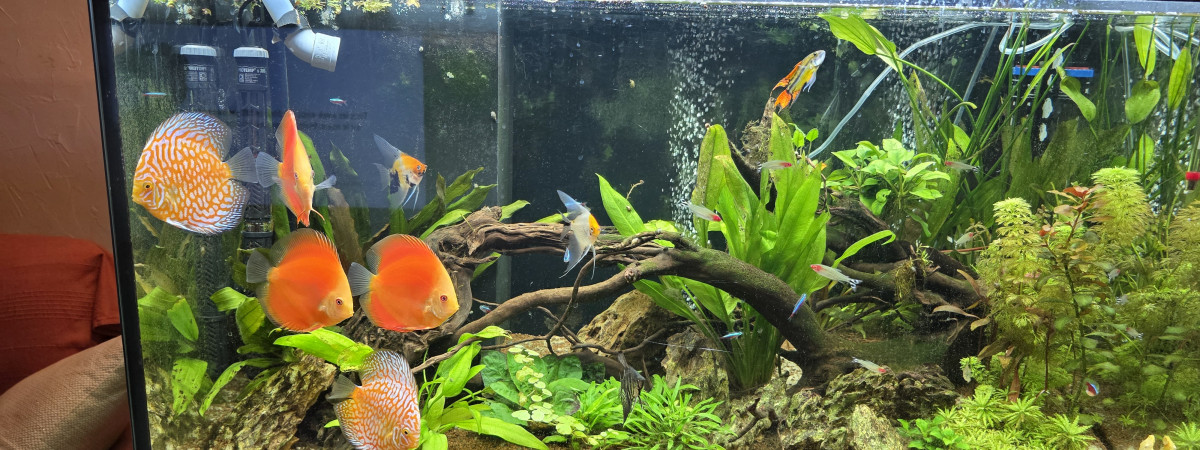 aquarium Bac discus