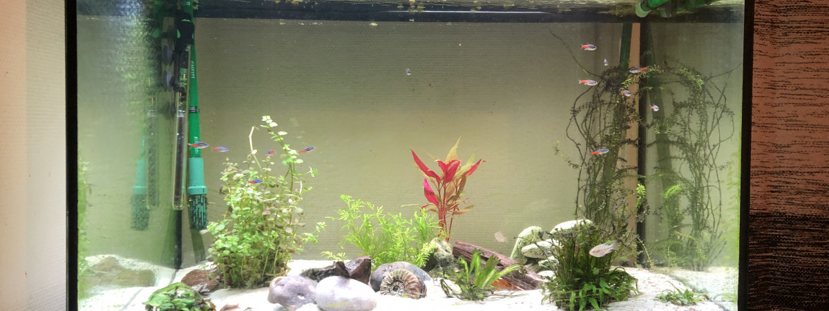 aquarium 220L