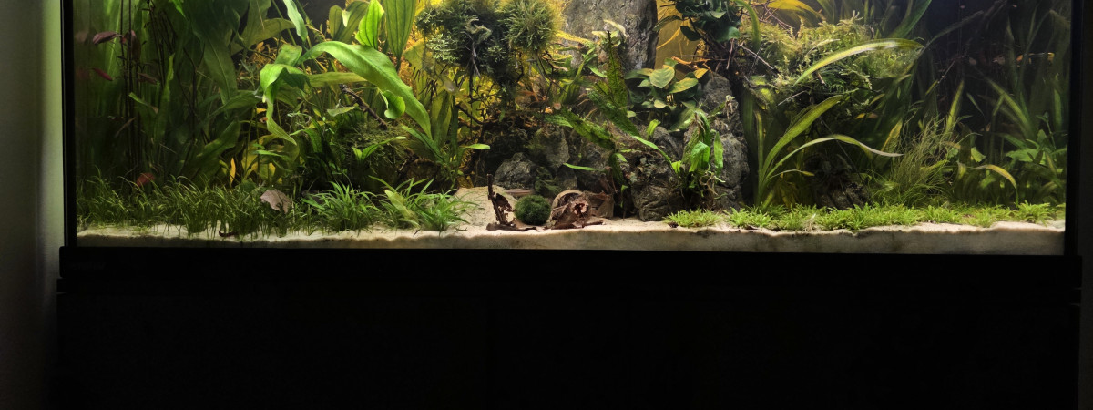 aquarium Bac 240l asiatique