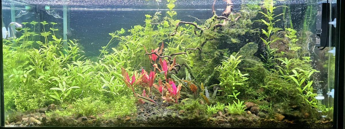 aquarium Communautaire