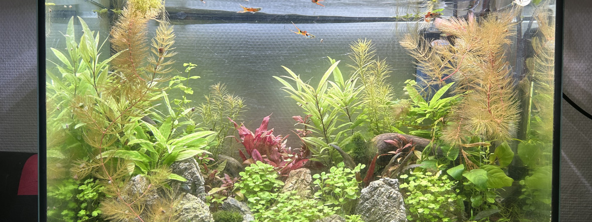 aquarium Projet 1
