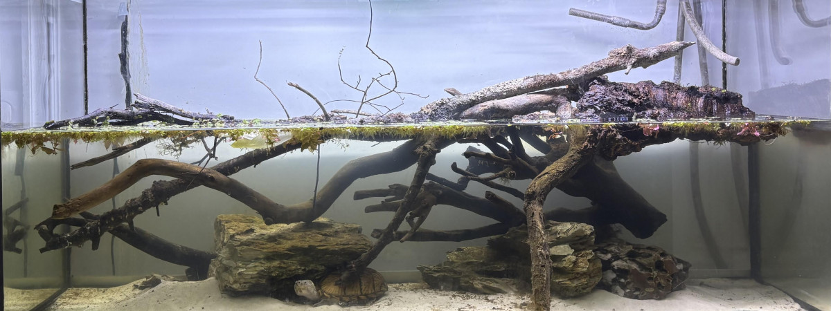 aquarium Aquarium sternotherus carinatus 2