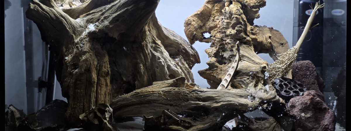 aquarium Bac 3 black water amazonien