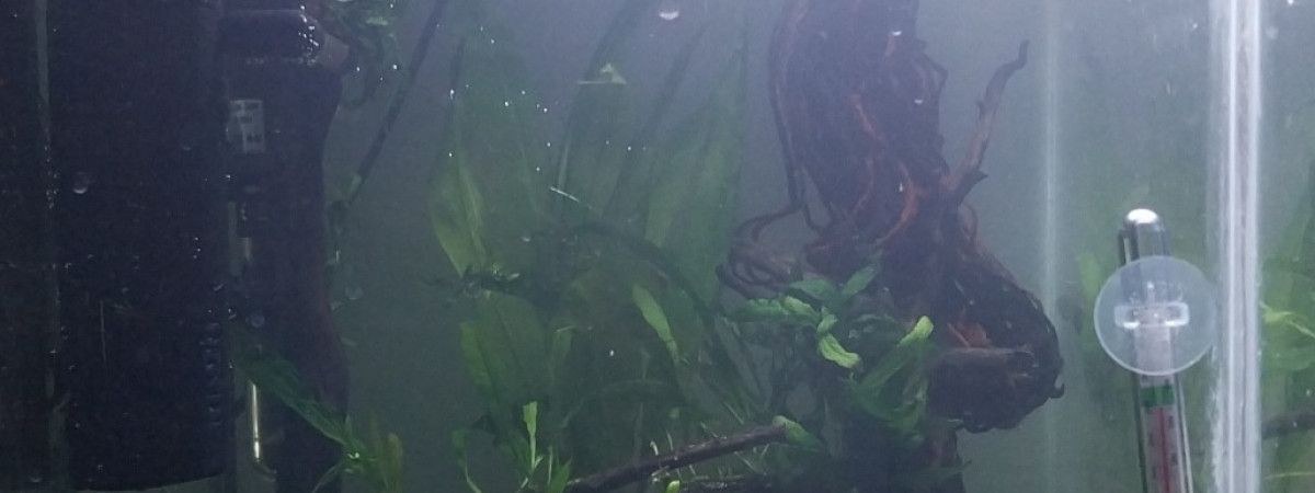 aquarium Le Monde de Binou - Spé Killi Aphyosemion Striatum