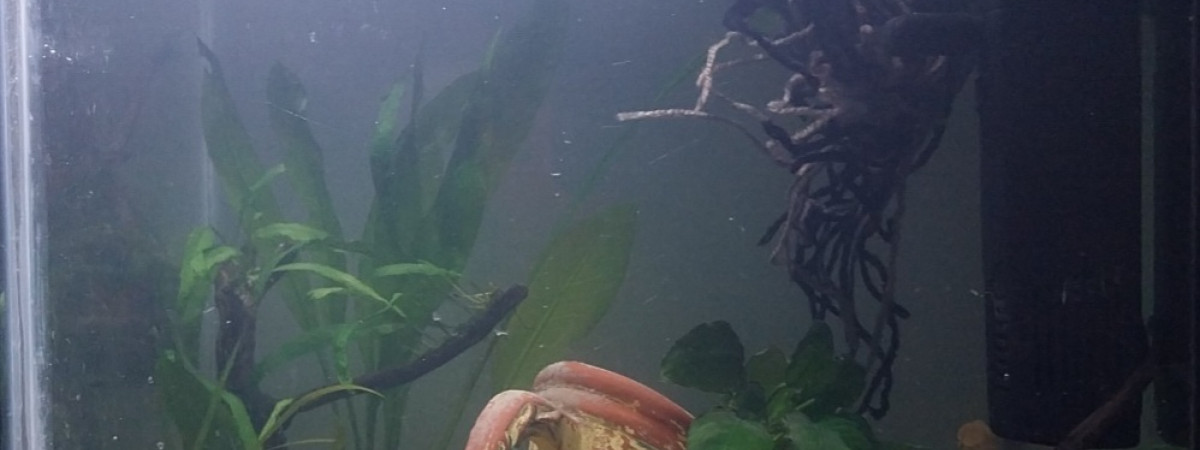 aquarium Le monde de Bebou - Spé Killi Pseudepiplatys Annulatus