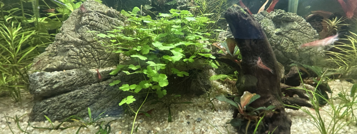 aquarium Neocaridina red fire cherry