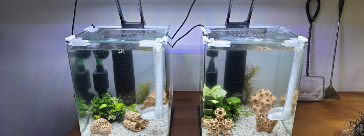 aquarium shrimp Park