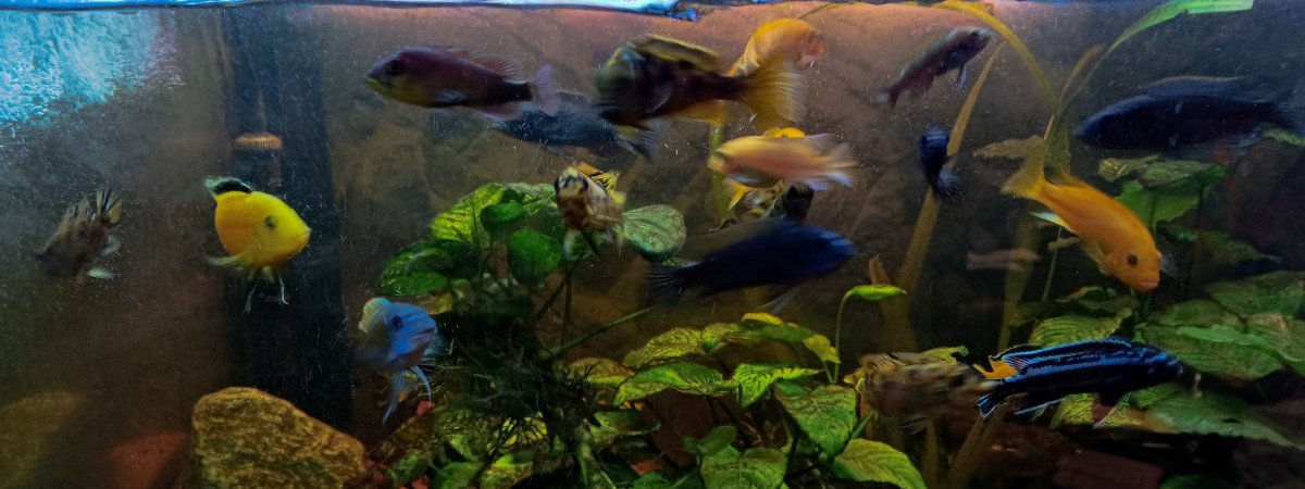aquarium Mbunas
