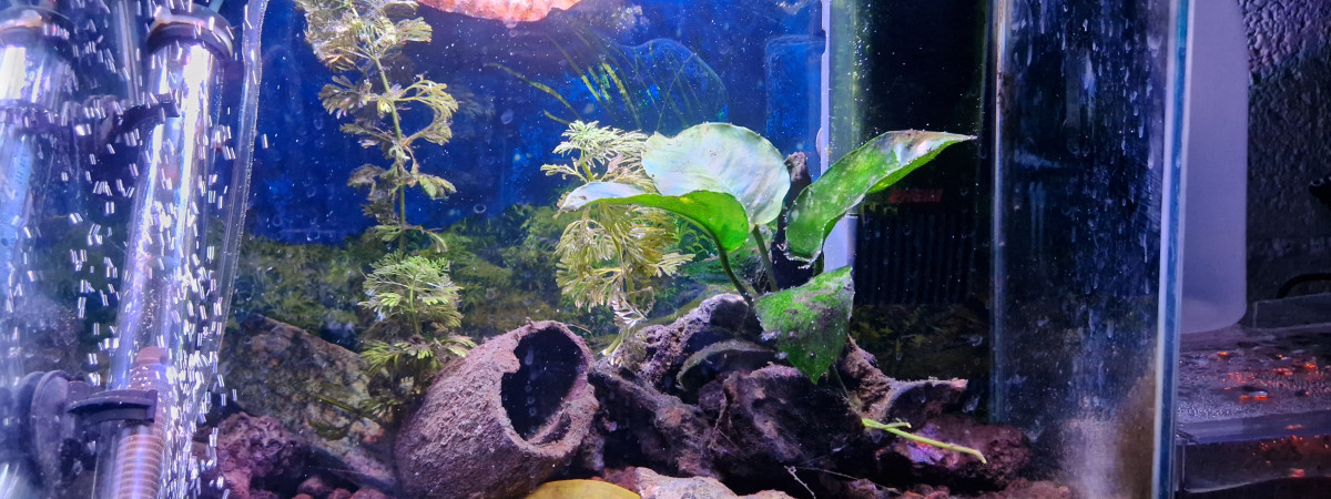 aquarium Bac de ponte