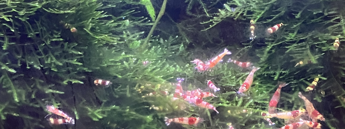 aquarium Caridina red crystal CRS