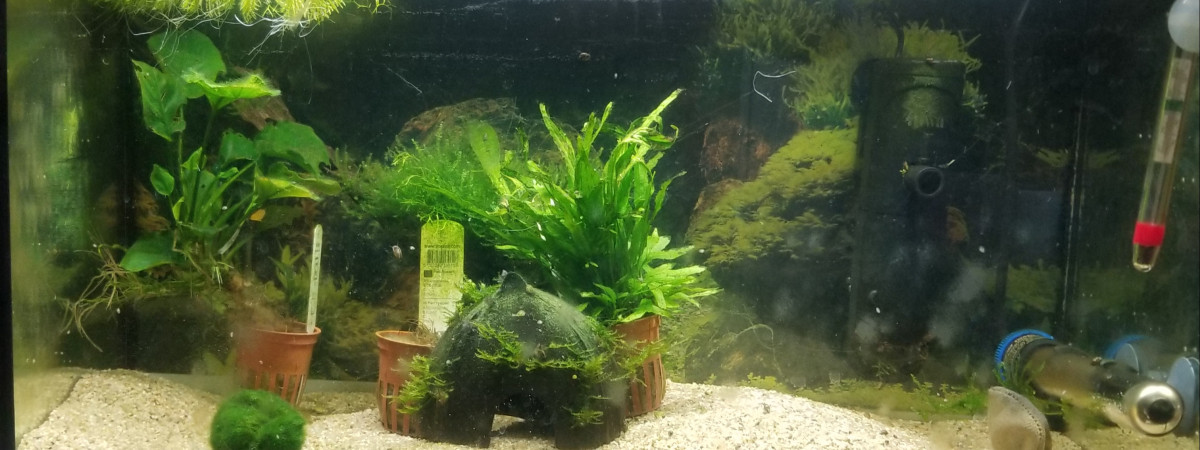 aquarium Bac hopital