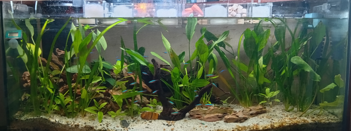 aquarium 130 litres