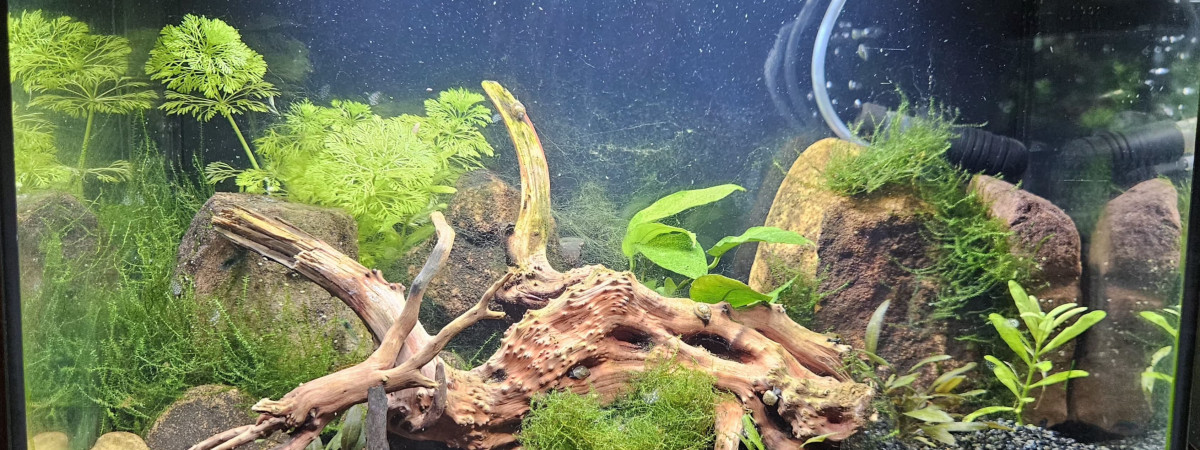 aquarium Crevettes
