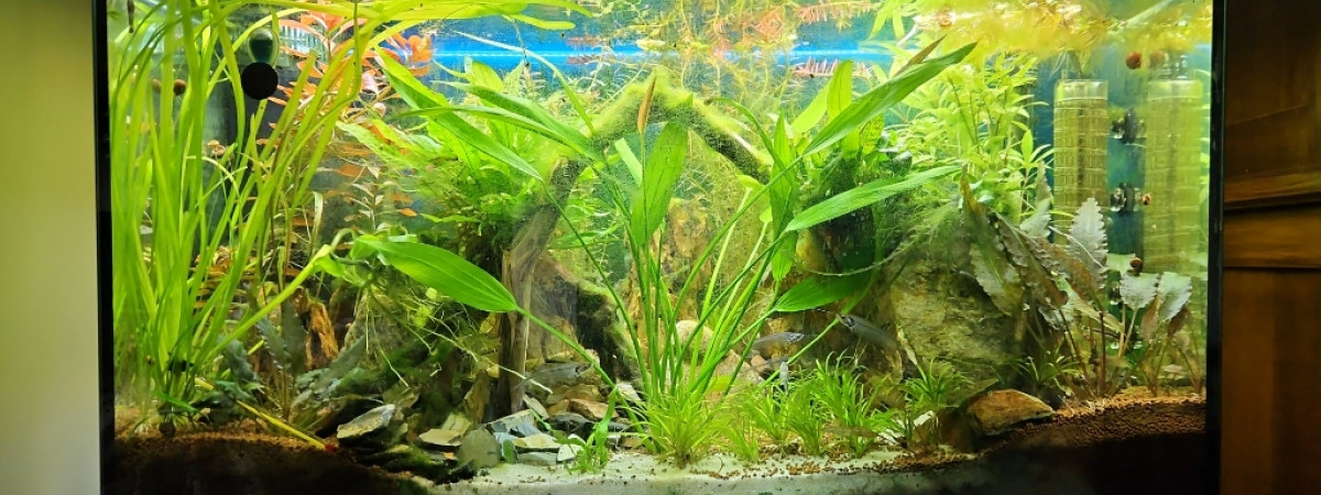 aquarium eheim 126 asie