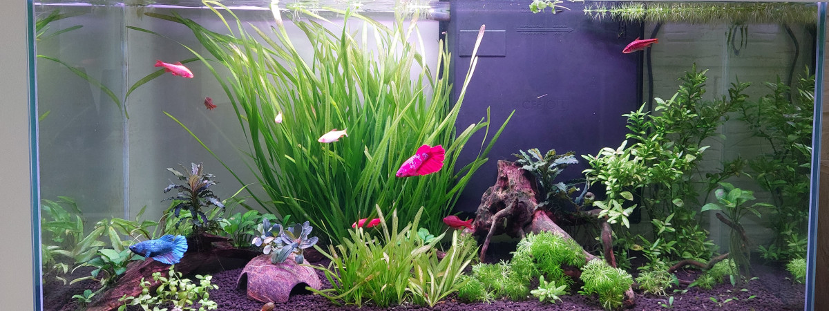 aquarium Barbus cerise et bettas