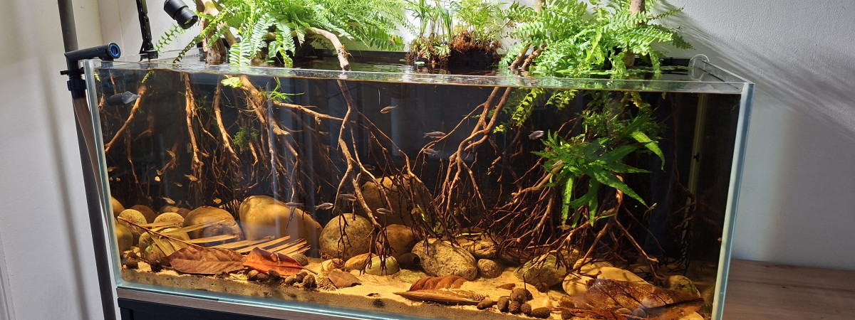 aquarium Black Water Amazon