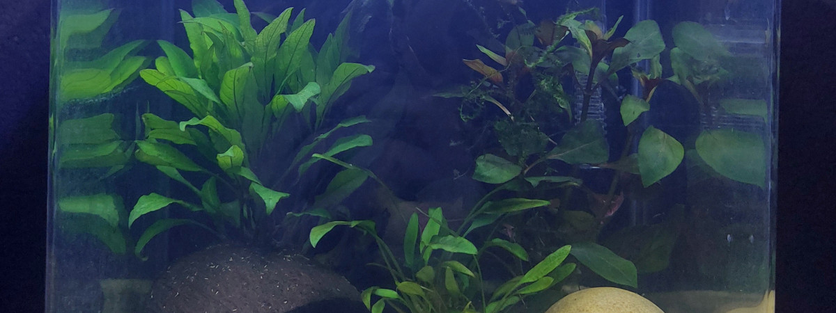 aquarium Néocaridina 10l