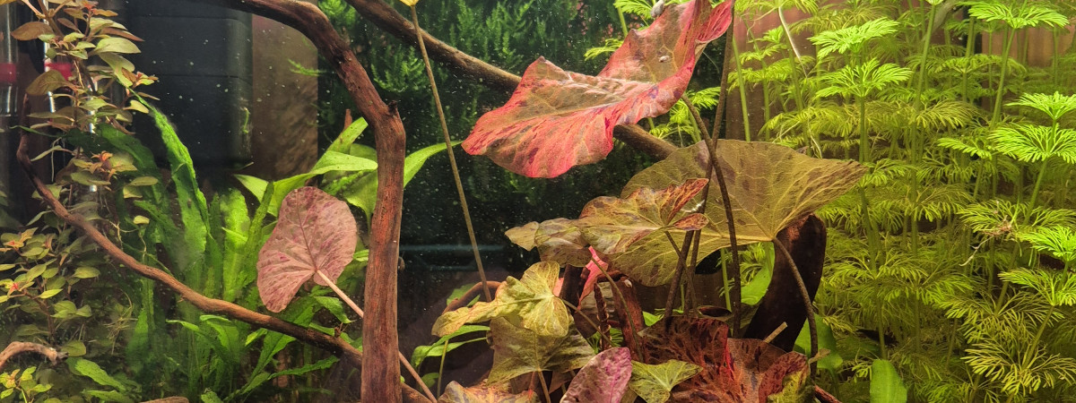 aquarium Crevettes
