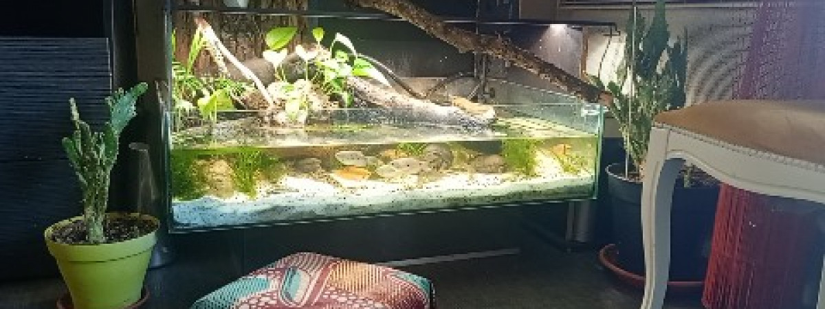 aquarium Aquarium tortue