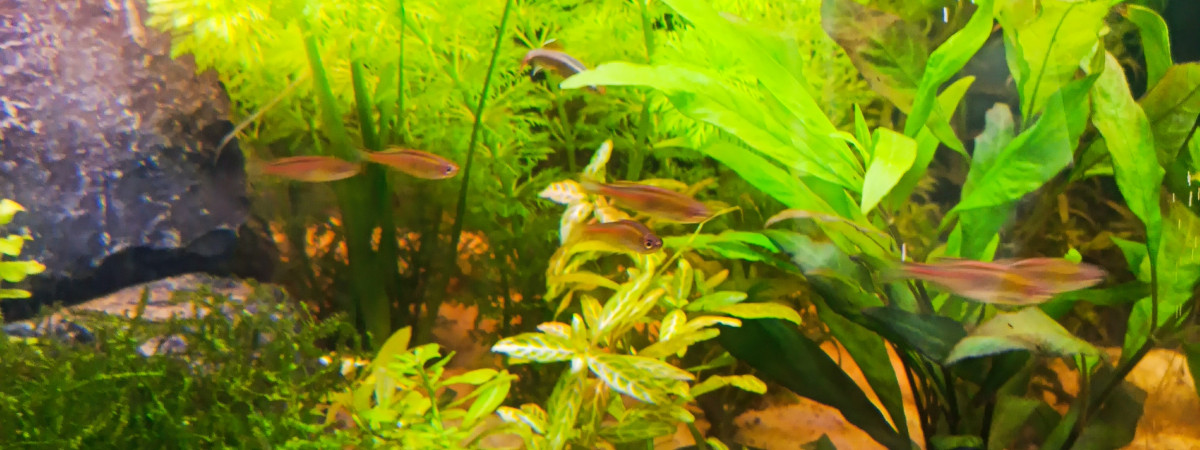 aquarium danios