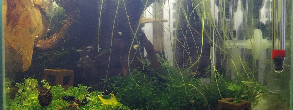 aquarium 14.7L Spé Caridina Black et Blue Panda