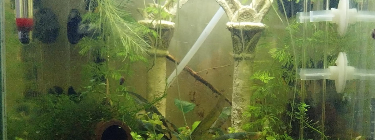 aquarium 17.7L Spé Yellow Neon