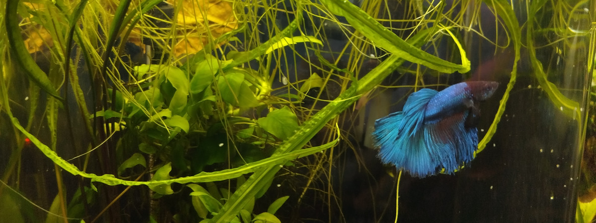 aquarium Nano Railay