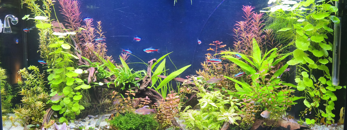 aquarium Juwel Vision 180