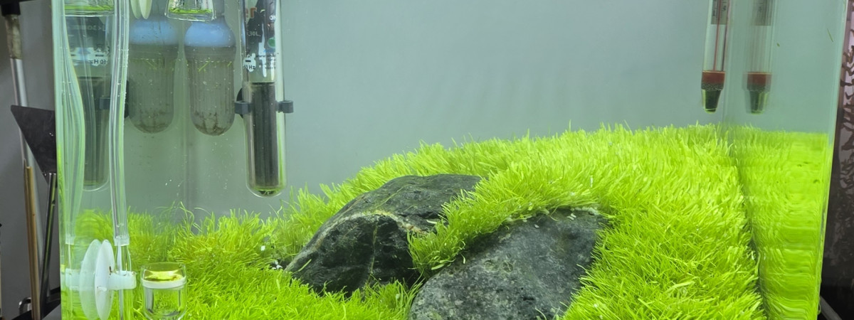 aquarium Iwagumi 30 L