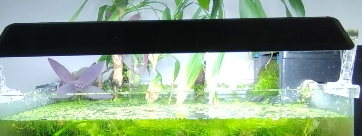 aquarium Bac 2 - Communautaire Blue Velvet et Endler - 60
