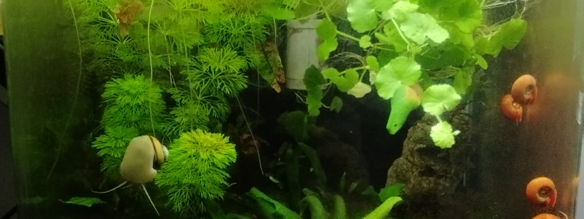 aquarium Bac 3 - Spécifique Red Sakura - 30