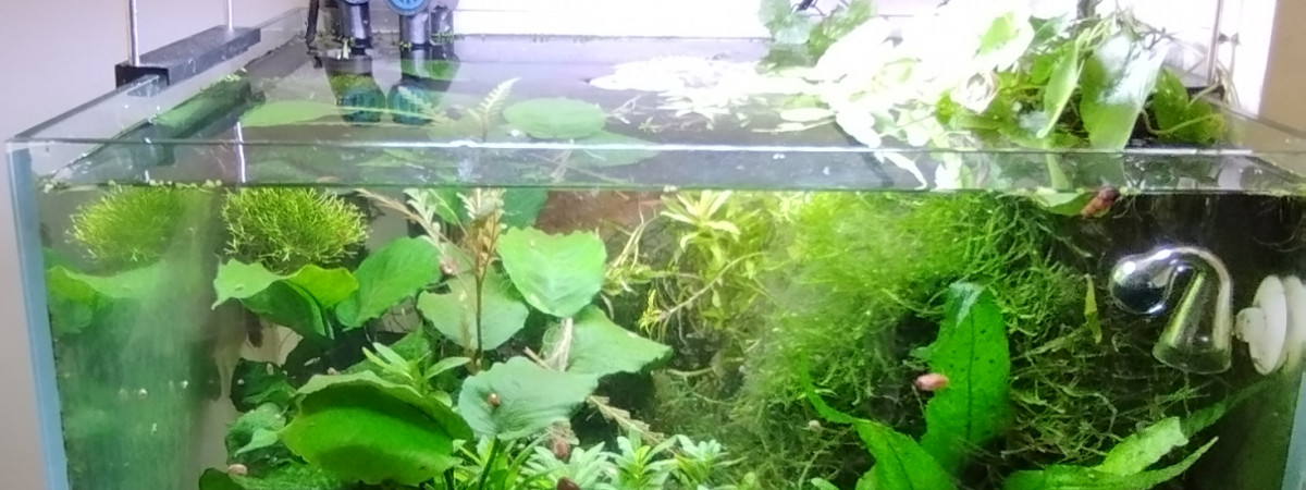 aquarium Bac 5 - Spécifique Taiwan bee mix Red - 60